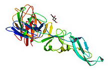 kullancsencephalitis vírus által termelt glikoprotein krisztallográfias módszerrel meghatározott struktúraja